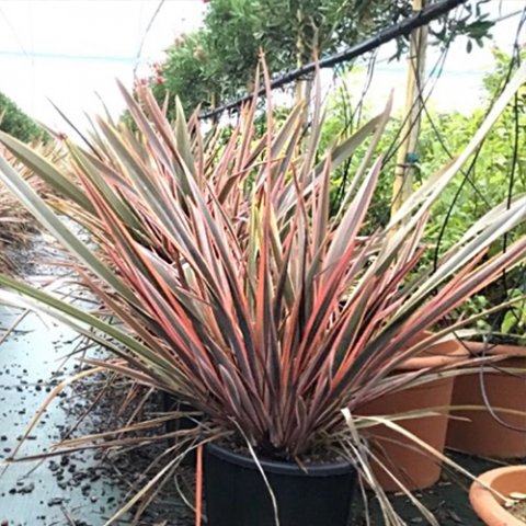 Phormium x 'Rainbow Queen'