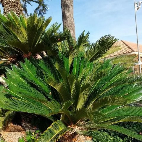 Cycas revoluta 