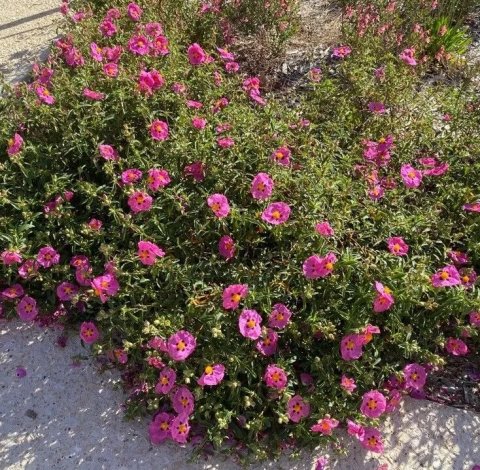 Cistus purpureus 