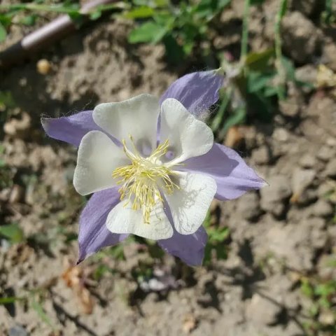 Aquilegia caerulea 'Blue Star'