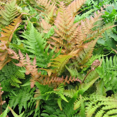 Dryopteris erythrosora