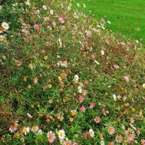 Erigeron Karvinskianus