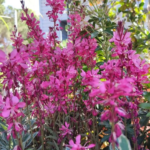 Gaura lindheimeri 'Belleza Early Pink'