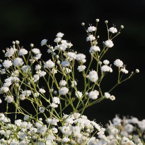 Gypsophila paniculata