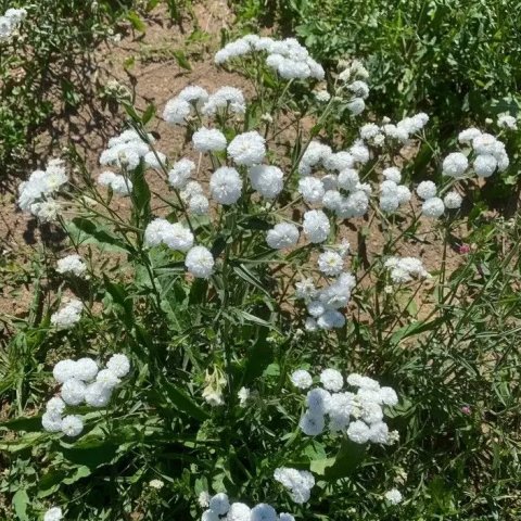 Achillea ptarmica 'The pearl' 