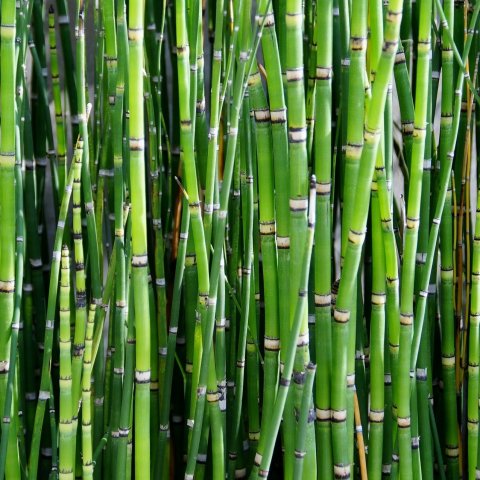 Equisetum japonicum