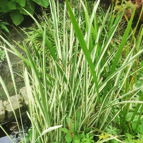 Acorus calamus 'variegatus'