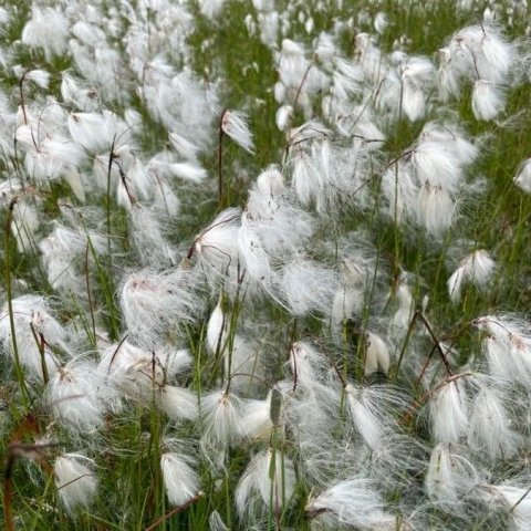 Eriophorum angustifolium