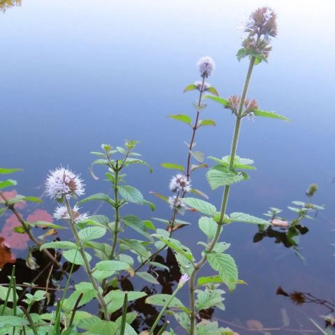 Mentha Aquatica