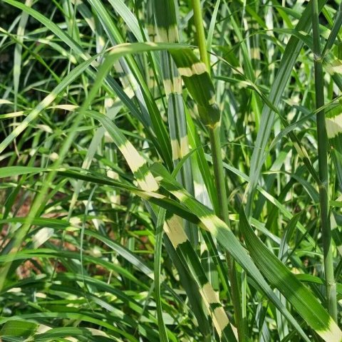 Miscanthus sinensis 'zebrinus' 