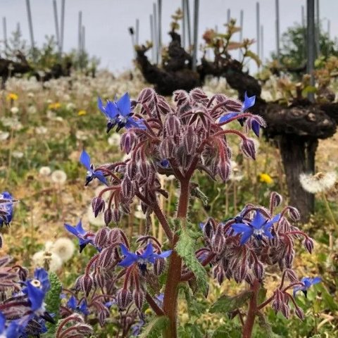 Borago officinalis | Bourrache officinale