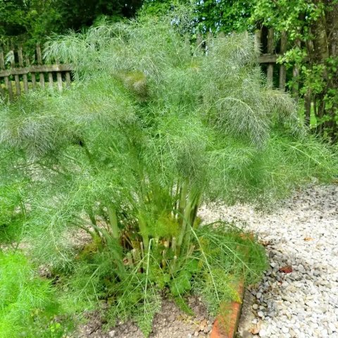 Foeniculum vulgare | Fenouil