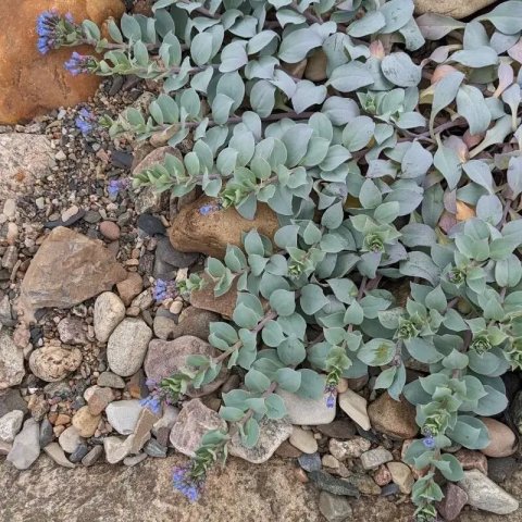 Mertensia maritima | Plante huître