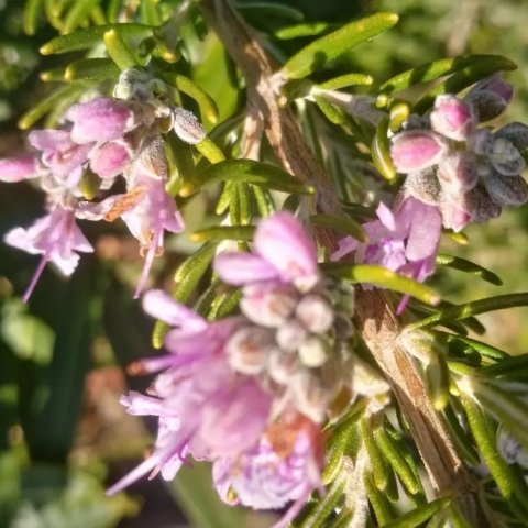 Rosmarinus officinalis 'Majorca Pink' | Romarin à fleurs roses