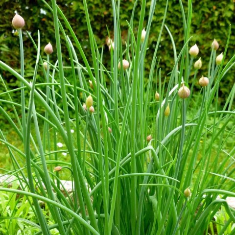 Allium schoenoprasum | Ciboulette