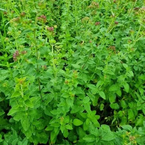 Origanum vulgare | Origan