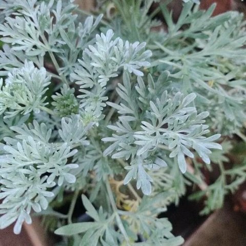 Artemisia arborescens | Plante Cola