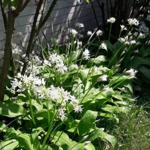 Allium ursinum | Ail des ours