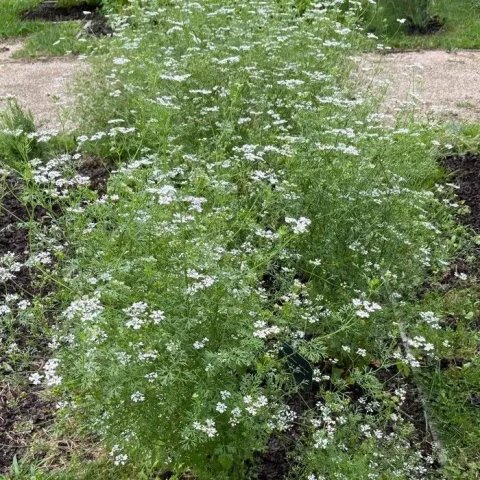 Coriandrum sativum | Coriandre