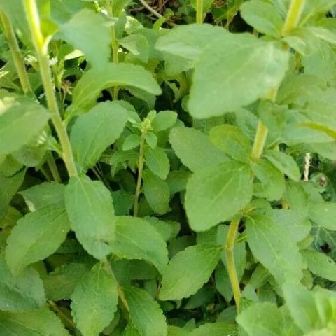 Stevia rebaudiana | Stévia