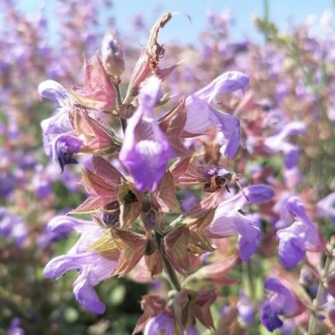 Salvia officinalis | Sauge officinale