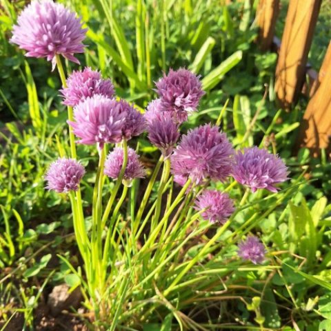 Allium Millenium