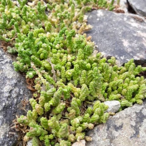 SEDUM ACRE