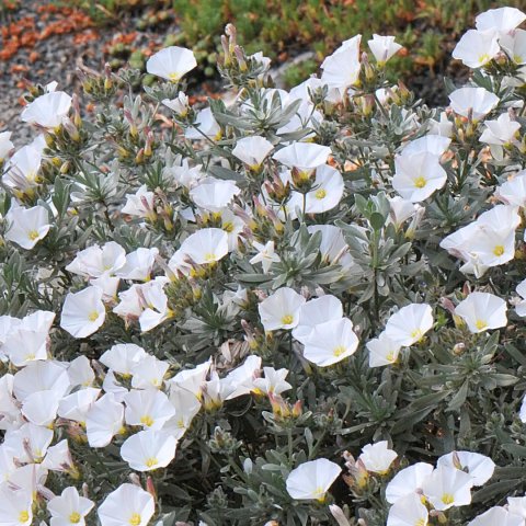 Convolvulus cneorum | Liseron argenté