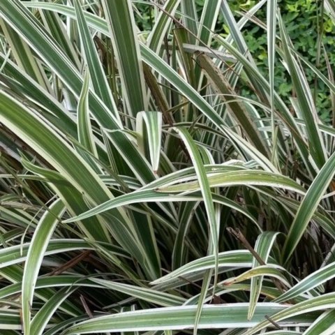 Dianella tasmanica 'Wyeena'®