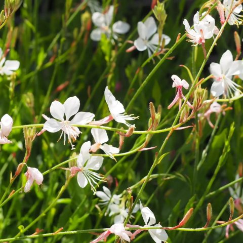 Gaura lindheimeri 