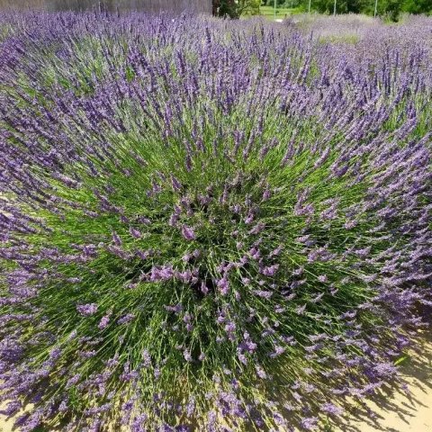 Lavandula angustifolia (Officinalis) | Lavande