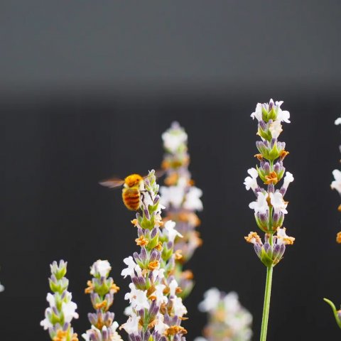 Lavandula angustifolia 'Alba'