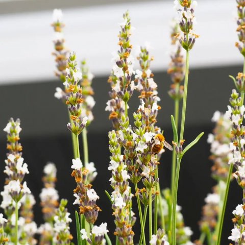 Lavandula angustifolia 'Alba'