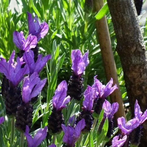 Lavandula stoechas | Lavande papillon