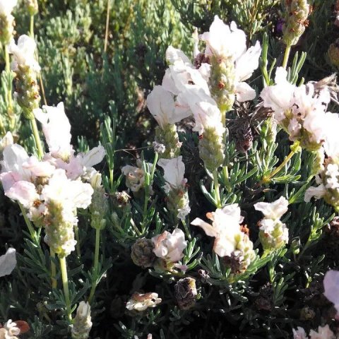 Lavandula stoechas 'Snowman'