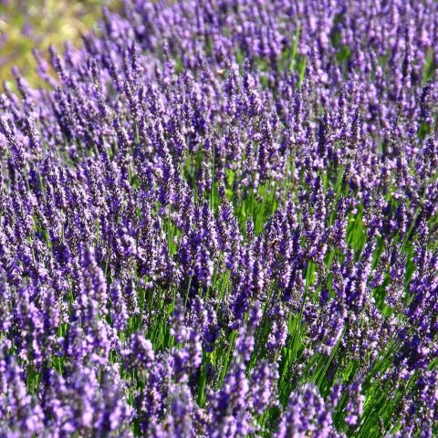 Lavandula x intermedia 'Dutch'