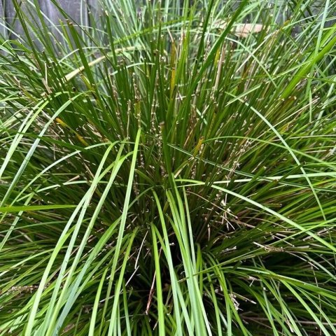 Lomandra longifolia 'Tanika'®