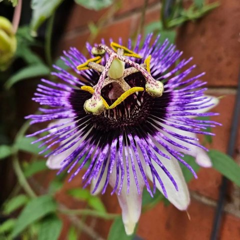 Passiflora caerulea 'Purple Haze'