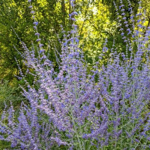 Perovskia atriplicifolia 'Blue Spire'