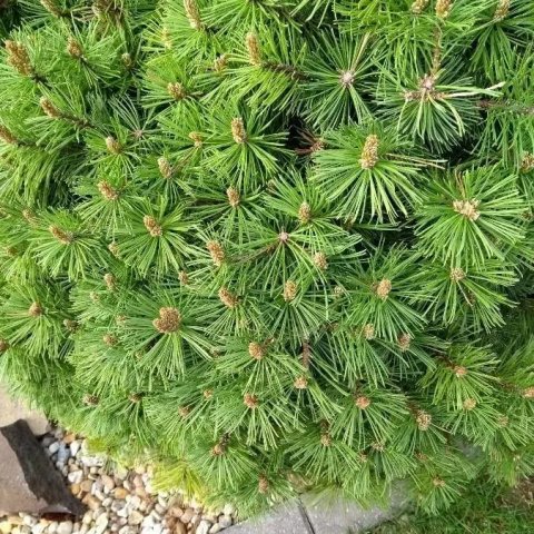 Pinus nigra 'Marie Bregeon'®