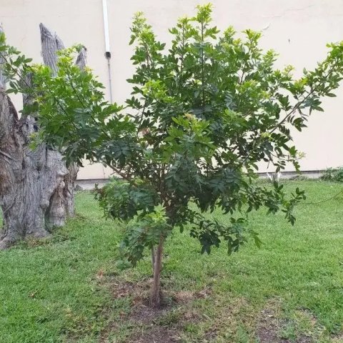 Pistacia lentiscus 