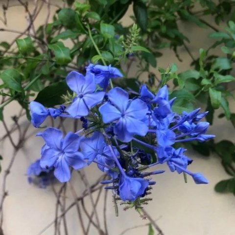 Plumbago capensis