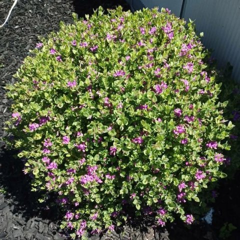 Polygala myrtifolia 