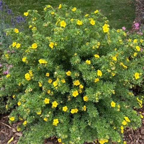 Potentilla fruticosa 