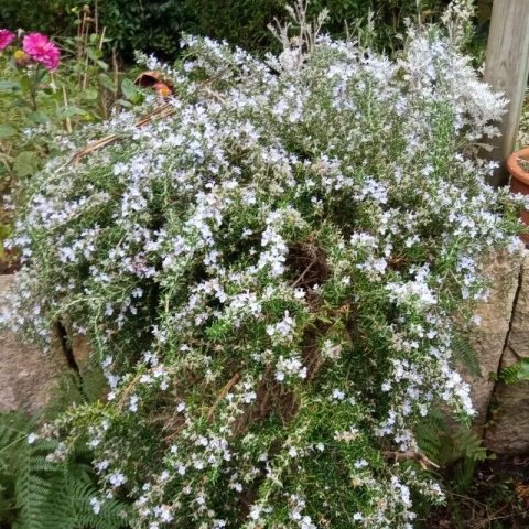 Rosmarinus officinalis 'Pointe du Raz'