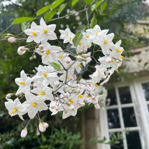 Solanum jasminoides 'Album'