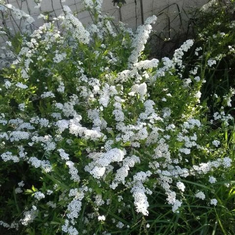 Spiraea x arguta 