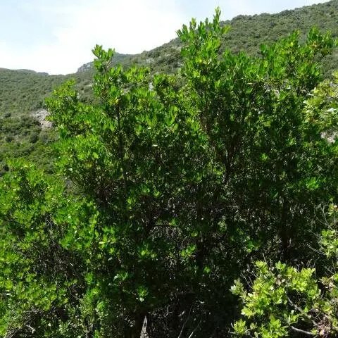 Arbutus unedo 'Compacta'