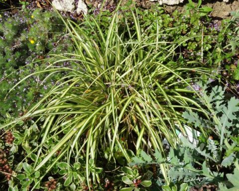 Carex oshimensis