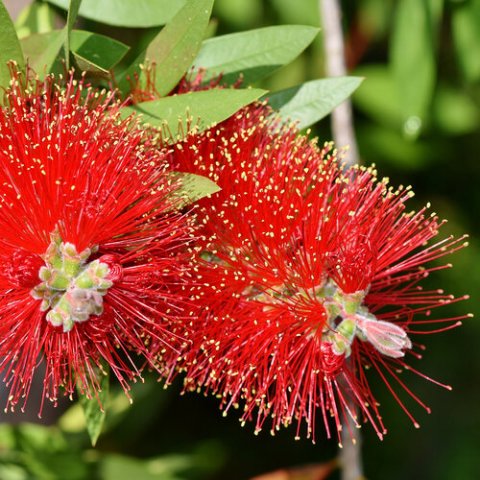 Callistemon laevis 